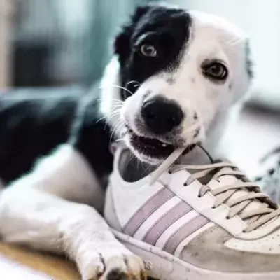 The abandoned pup who couldn’t cope with the stress of shelter life finds a loving owner  