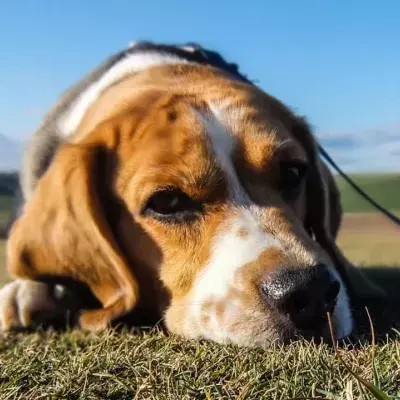 This abandoned puppy was too heartbroken to move and eat