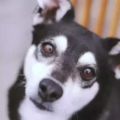 This abandoned unwanted dog with a quirky ‘smile’ melted hearts online