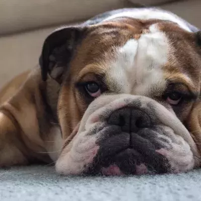 This abused and heavily pregnant dog ‘was used as a breeding machine’ and then dumped
