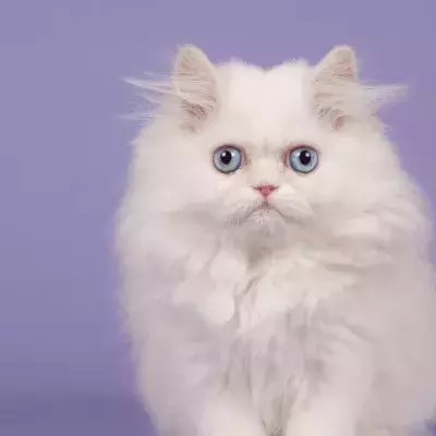 Adopting A White Cat