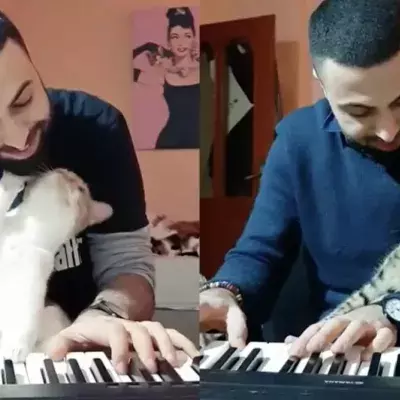 Adorable: This Pianist Saves Cats And Soothes Them With Music