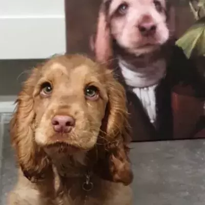 This Adorable Puppy’s Eyes Are All The Buzz On The Web