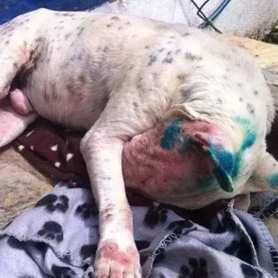 After Being Shot With a Paintball 50 Times, This Dog Made a Miraculous Recovery 
