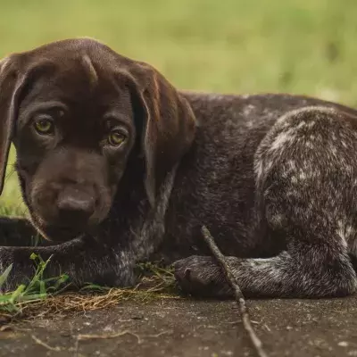 Anger as a nearly bald traumatised dog was 'discarded' by an ‘isolated’ quarry
