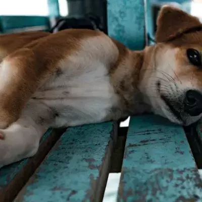 Animal inspector’s heartbreak as she finds a dying dog locked up in a filthy house