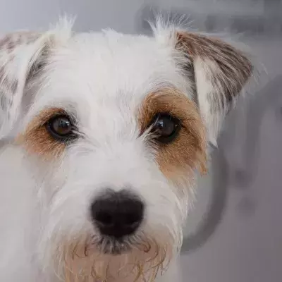 Animal lovers are in tears as this dog gets completely ignored at an adoption event (VIDEO)