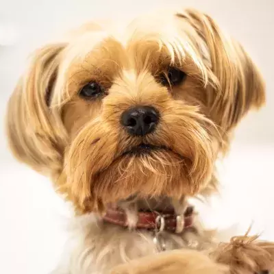 Animal shelter was left heartbroken over an abandoned underweight dog no one wants to adopt