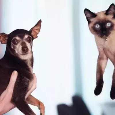 Anyone with a pet should read this urgent message, animal welfare organisation pleads