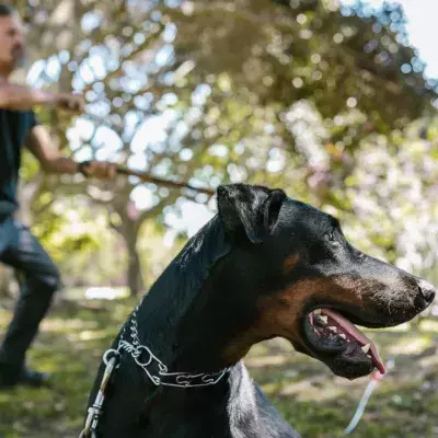 Are you not your dog’s favourite? Here is how to win your pet’s heart