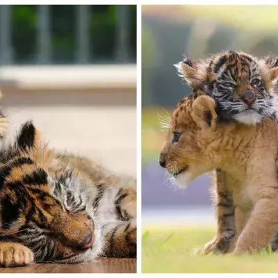 Baby friends