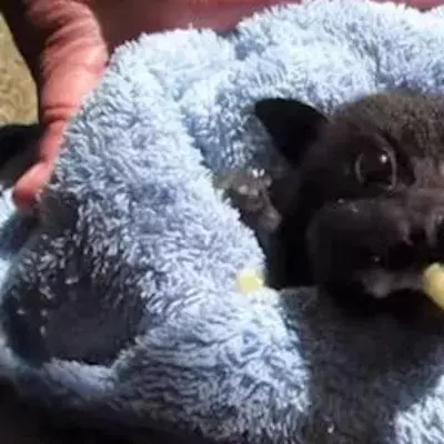 Bat eating a banada
