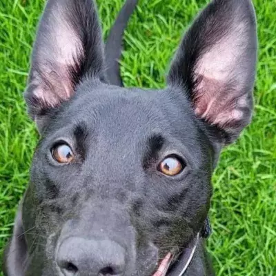 This bat-puppy needs a loving new home after being returned three times