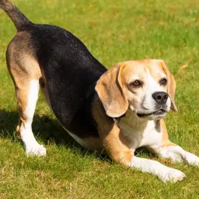 Beagle