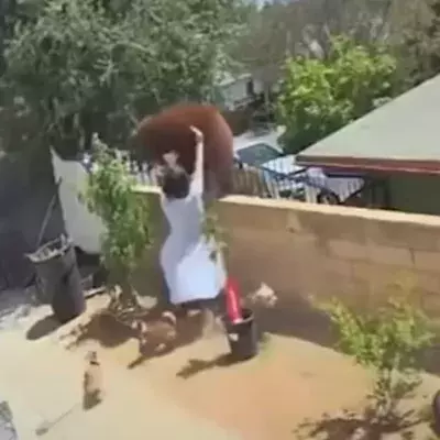 Bear attack