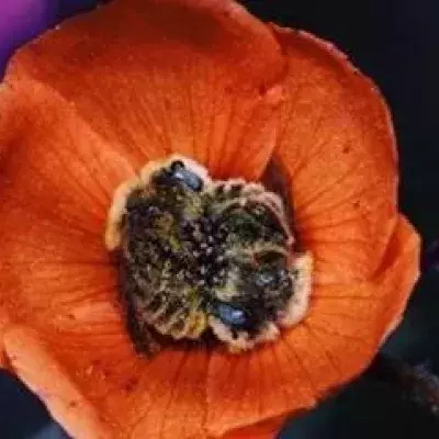 Bees