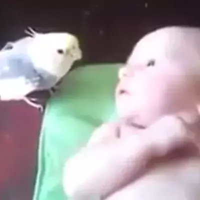 Bird sings to baby