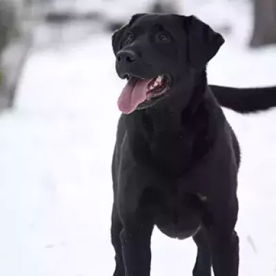 black lab white snow