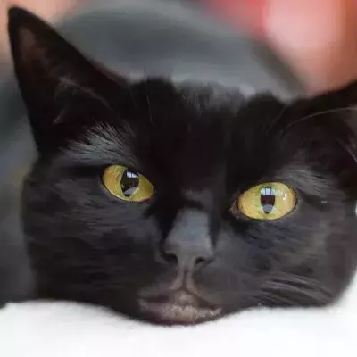 This brutally attacked cat was ‘left in excruciating pain’ after its owner poured boiling water on it  