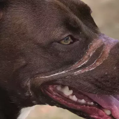 Caitlyn the dog