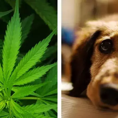 Cannabis for pets