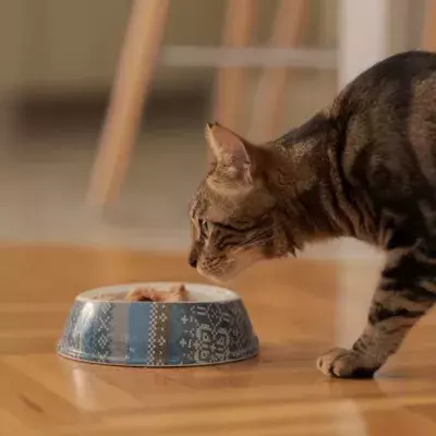 This cat is about to eat some tuna.