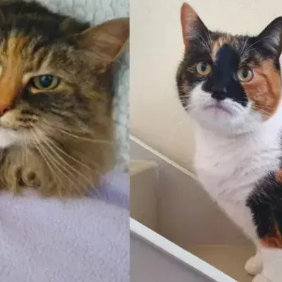 Cat best friends with a huge age gap looking for a home together
