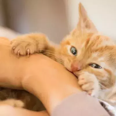 Cat bits aren't painful but they can give you quite a fright.