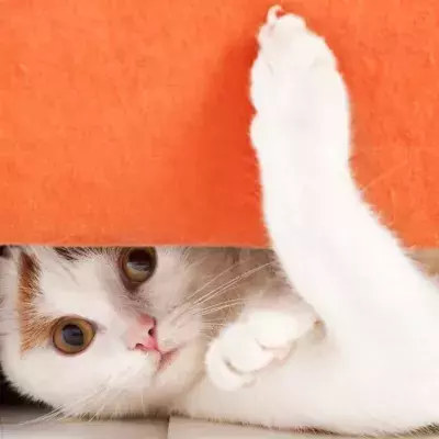 cat claws