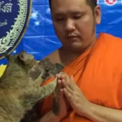 This Cat interrupt A Buddhist Monk During A Prayer, His Reaction Is Adorable