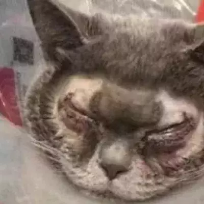 Cat plastic surgery
