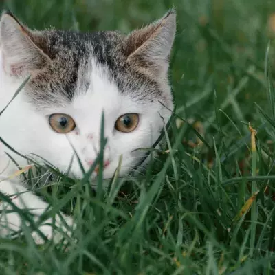 This cat potentially made a scientific discovery while looking for a snack