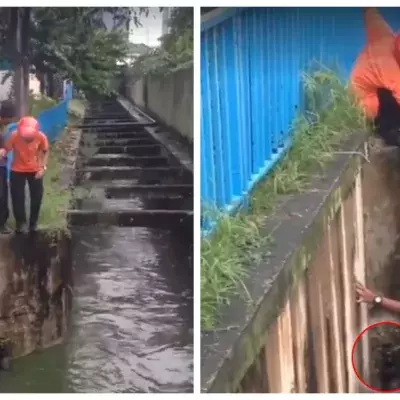 Cat rescue