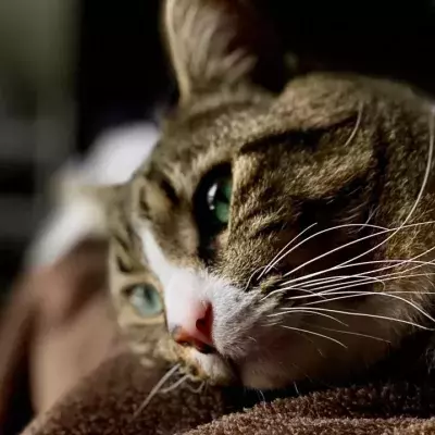 A cat who caught covid fed through a tube for a month