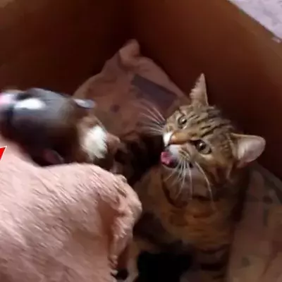 Cat