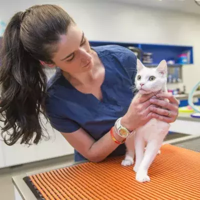 Cats and dogs affected by the British variant