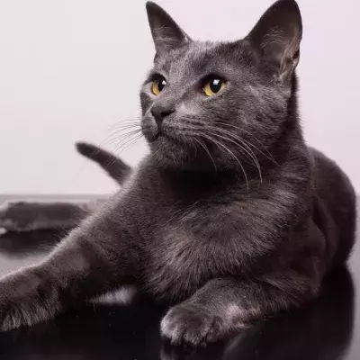 Cats and their nine lives: a myth that is closer to the truth than you think