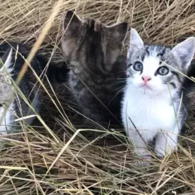 Cats Heartwarming