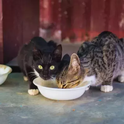 Cats love milk; but here is why you shouldn't give it to them