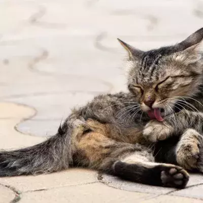 Cats like putting their butt in your face. Why do they do it?