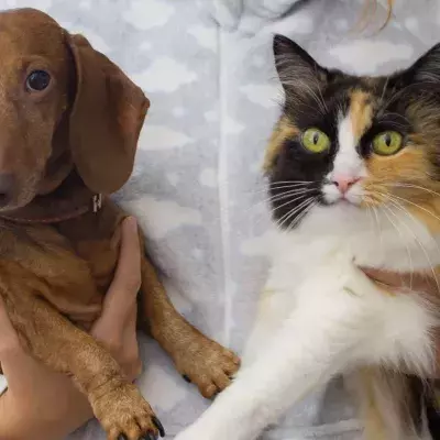 Cats rule, dogs drool? 5 things cats can do better than dogs