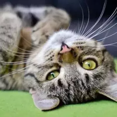 Cats