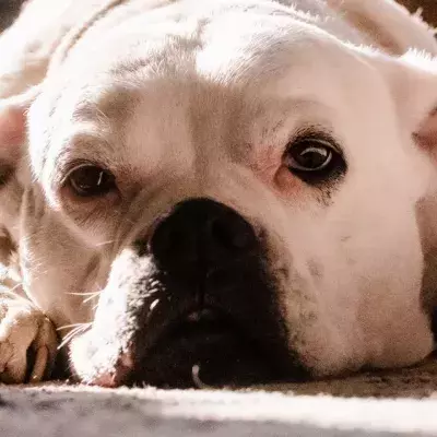 A cheeky dog chewed through letterbox in the front door, and the internet is in stitches (VIDEO)