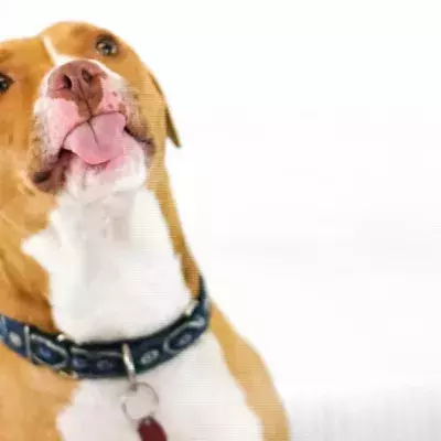 This cheeky dog who likes going to pubs in looking for a new owner