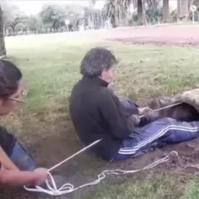 In China, a woman rescued two puppies and returned them to their panicked mother.