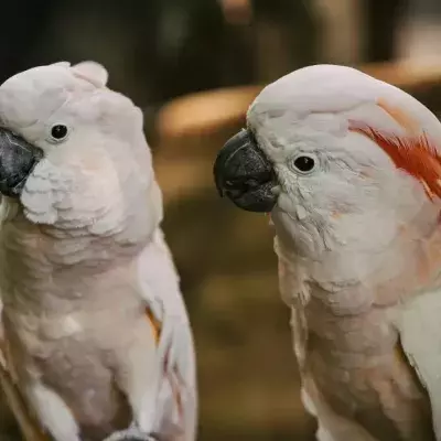 Cockatoos in Sydney discover ways to open bin lids by observing others 