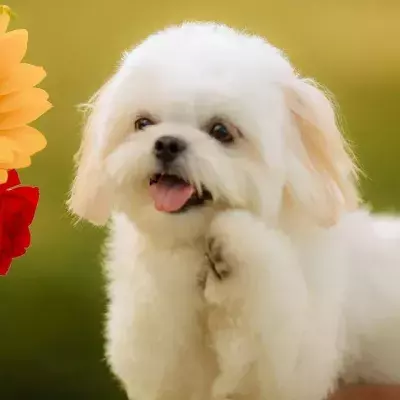 Concerned owner takes her dog to the vet and gets a flabbergasting diagnosis