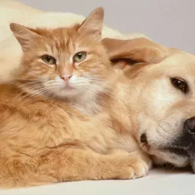 Coronavirus: Can animals transmit the virus to humans?