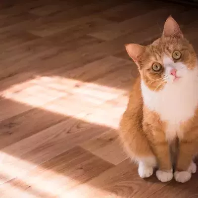 This could be how your cat actually sees you