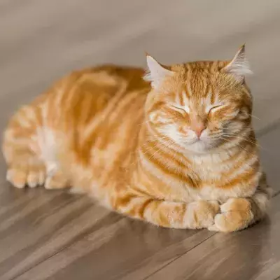 Couple reunites with cat that’s been missing for ten years
